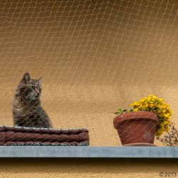 ZOOSHOP.ONLINE - Tiešsaistes Mājdzīvnieku Veikals - Защитная сетка для кошек 8 x 3 м (прозрачная)