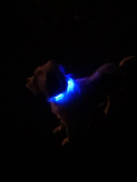 ZOOSHOP.ONLINE - Tiešsaistes Mājdzīvnieku Veikals - Eyenimal LED kakla siksna Light Collar USB – zila izmērs M 45 - 55cm