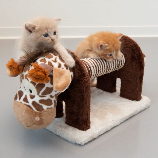 ZOOSHOP.ONLINE - Tiešsaistes Mājdzīvnieku Veikals - Skrāpējama rotaļlieta kaķēniem Kibo