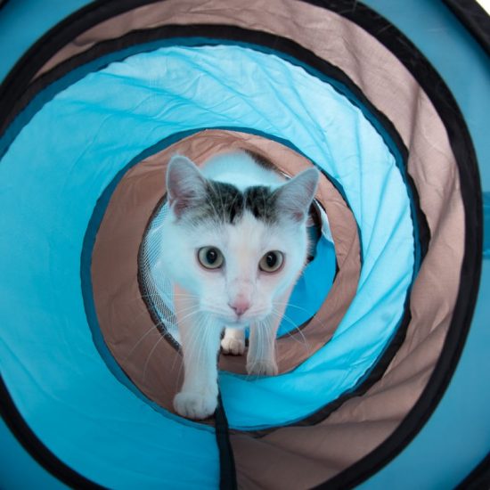 ZOOSHOP.ONLINE - Tiešsaistes Mājdzīvnieku Veikals - Kaķu tunelis ar mājiņu, divdaļīgs