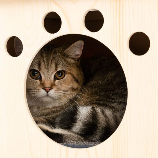 ZOOSHOP.ONLINE - Tiešsaistes Mājdzīvnieku Veikals - Домик для кошек из дерева Modern Living Iona серый 116 см