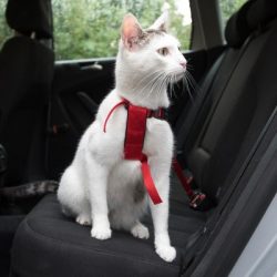 ZOOSHOP.ONLINE - Tiešsaistes Mājdzīvnieku Veikals - Auto siksna ,krūšu siksna kaķiem Trixie