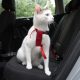ZOOSHOP.ONLINE - Tiešsaistes Mājdzīvnieku Veikals - Автомобильная шлейка с поводком для кошек Trixie
