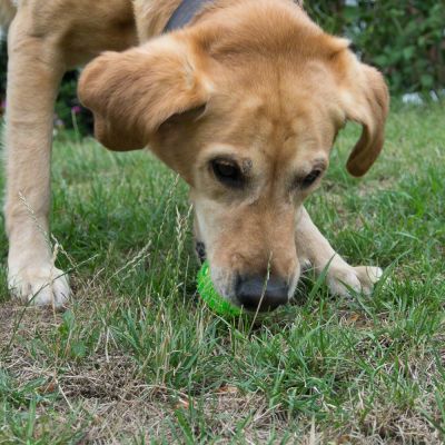 ZOOSHOP.ONLINE - Tiešsaistes Mājdzīvnieku Veikals - Игрушка для собак мячик Squeaky Ball