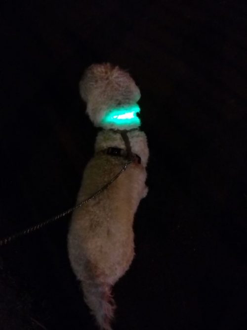 ZOOSHOP.ONLINE - Tiešsaistes Mājdzīvnieku Veikals - Eyenimal светящийся Led ошейник для собак Light Collar USB 40-45 см - зеленый