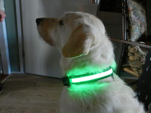 ZOOSHOP.ONLINE - Tiešsaistes Mājdzīvnieku Veikals - Eyenimal светящийся Led ошейник для собак Light Collar USB 40-45 см - зеленый