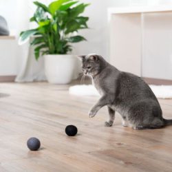ZOOSHOP.ONLINE - Tiešsaistes Mājdzīvnieku Veikals - Rotaļlieta kaķiem - vilnas bumbiņas Cosmo