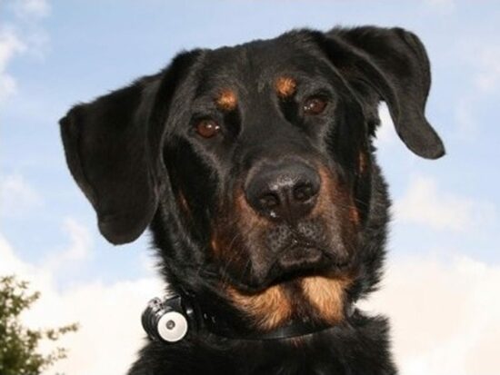 ZOOSHOP.ONLINE - Tiešsaistes Mājdzīvnieku Veikals - Suņu kamera Eyenimal Dog CAM